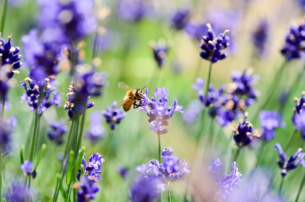 Lavender With Bee