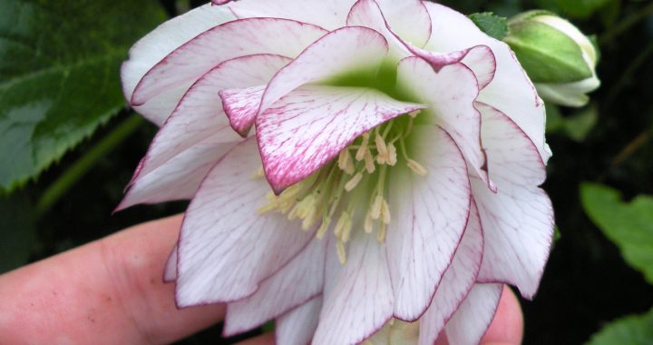 White hellebores