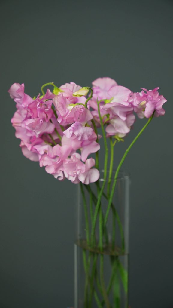 Pink sweet peas in a vase