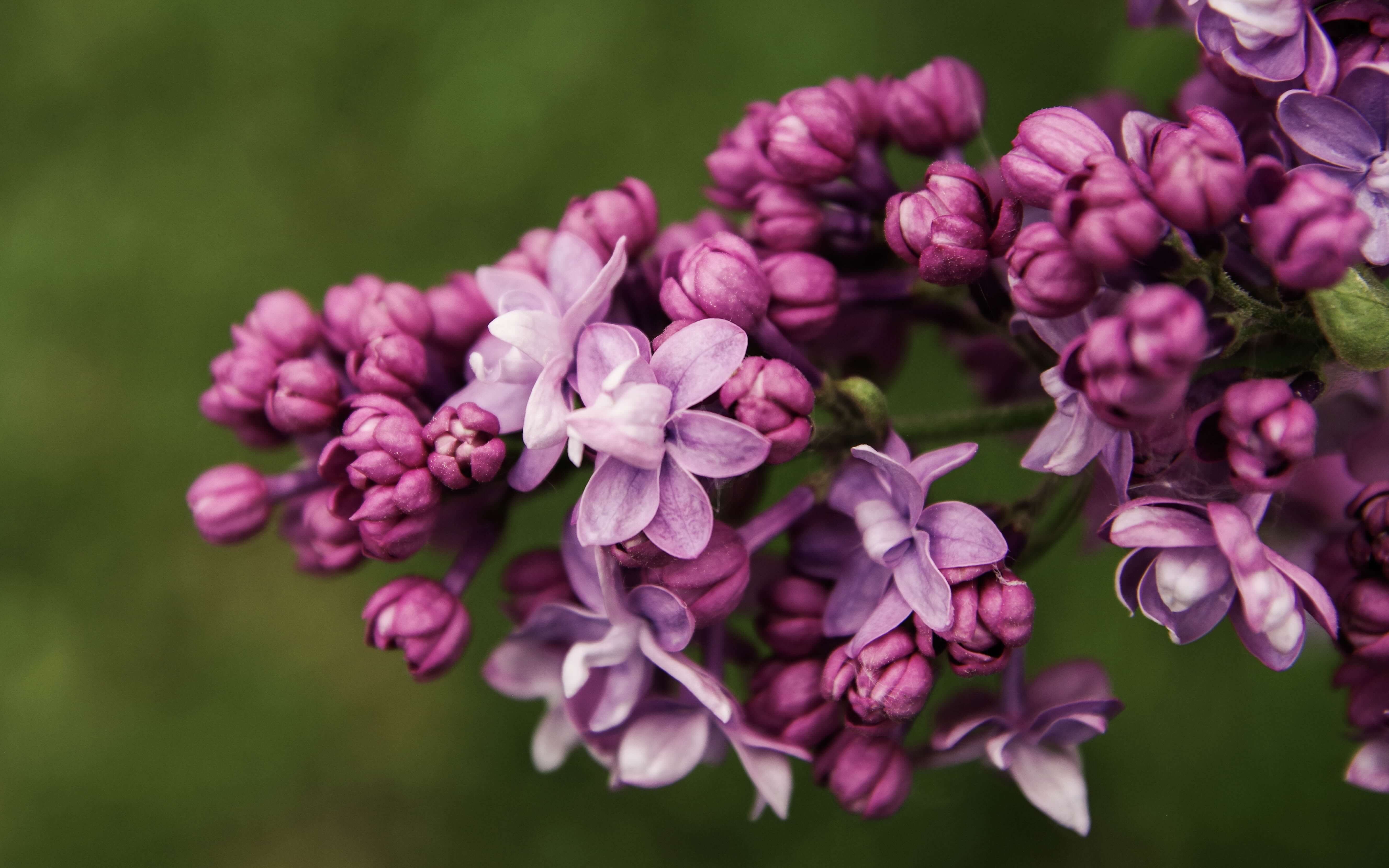 Purple lilac flowers