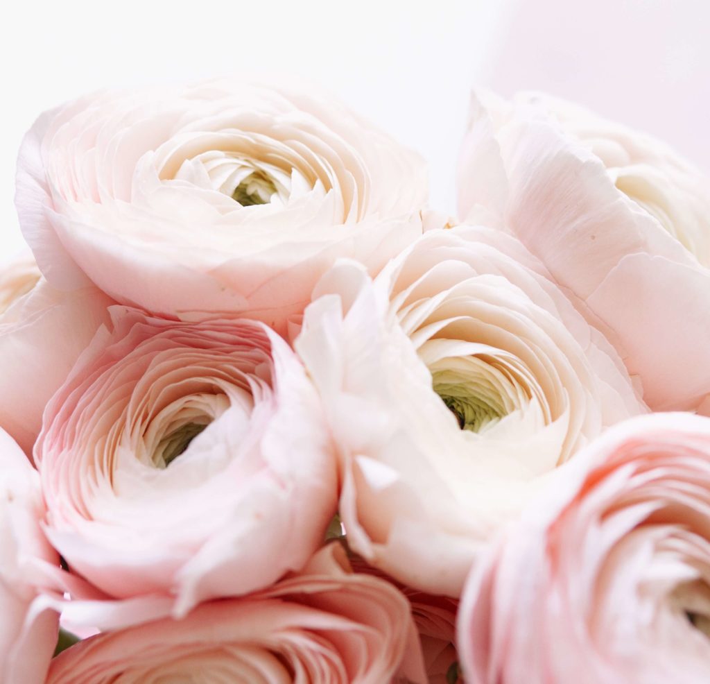 Pale pink Ranunculus