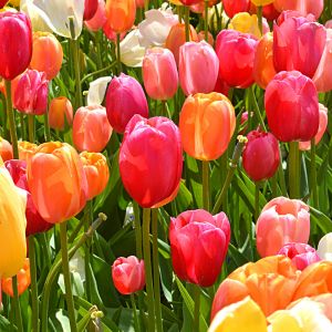 Pink, orange and yellow tulips