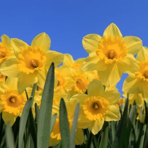 Yellow daffodils