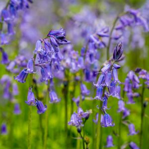 Bluebells in a field