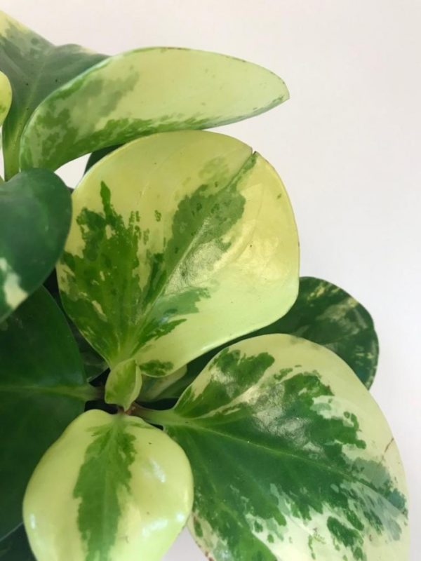 Peperomia - Image 3