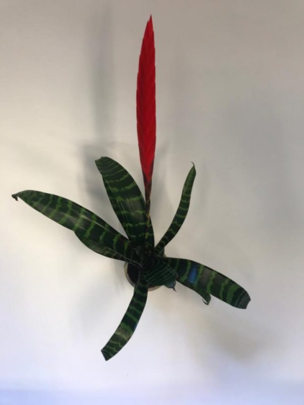 Vriesea - Image 2