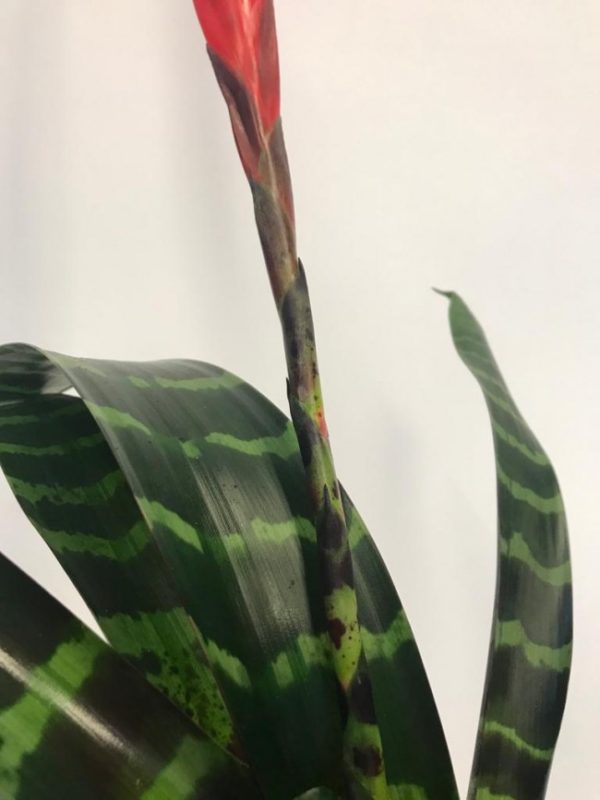 Vriesea - Image 3