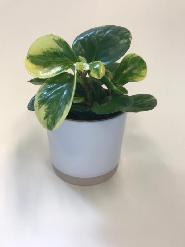 Peperomia