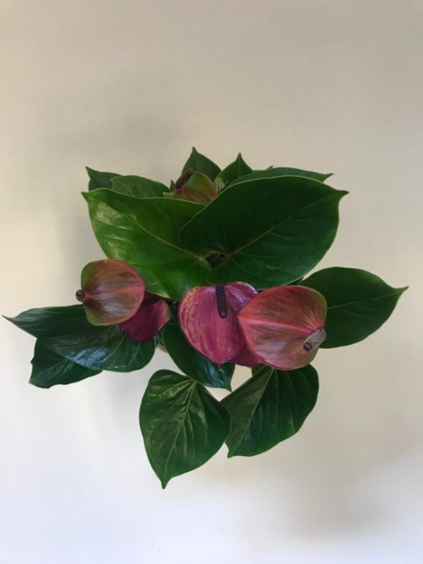 Anthurium - Image 2