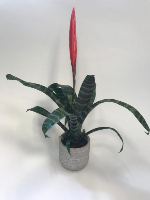 Vriesea