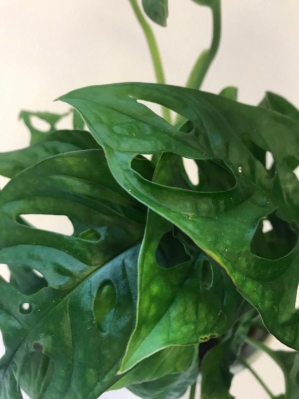 Monstera Obliqua in Ceramic Pot - Image 3
