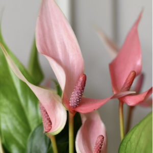Pink Anthurium