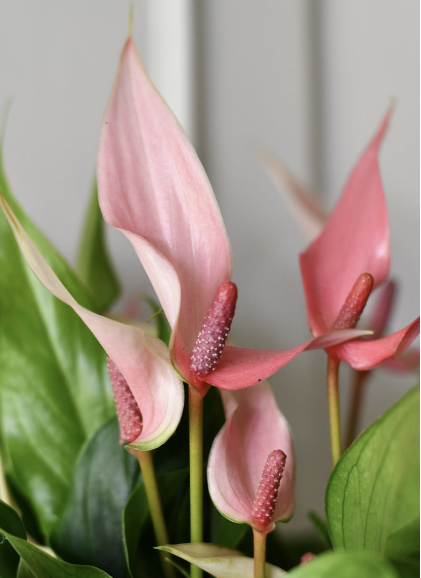 Pink Anthurium