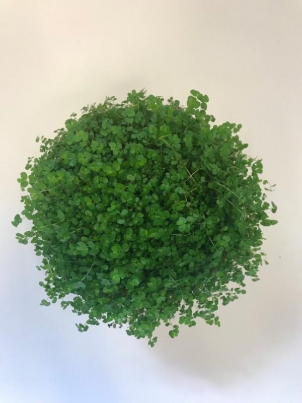 Solei - Image 2