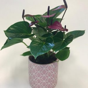 Anthurium