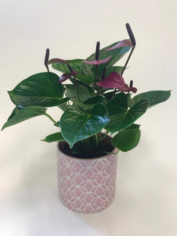 Anthurium