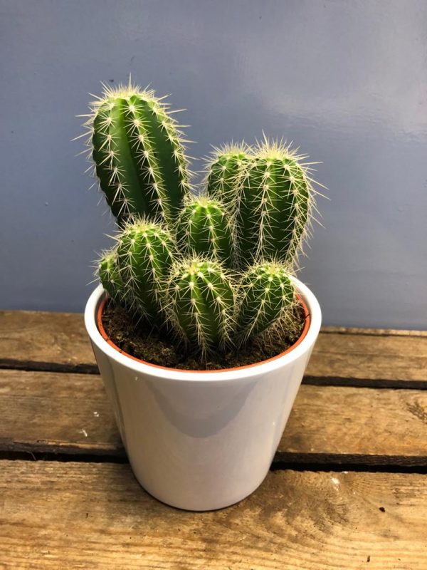 Cacti