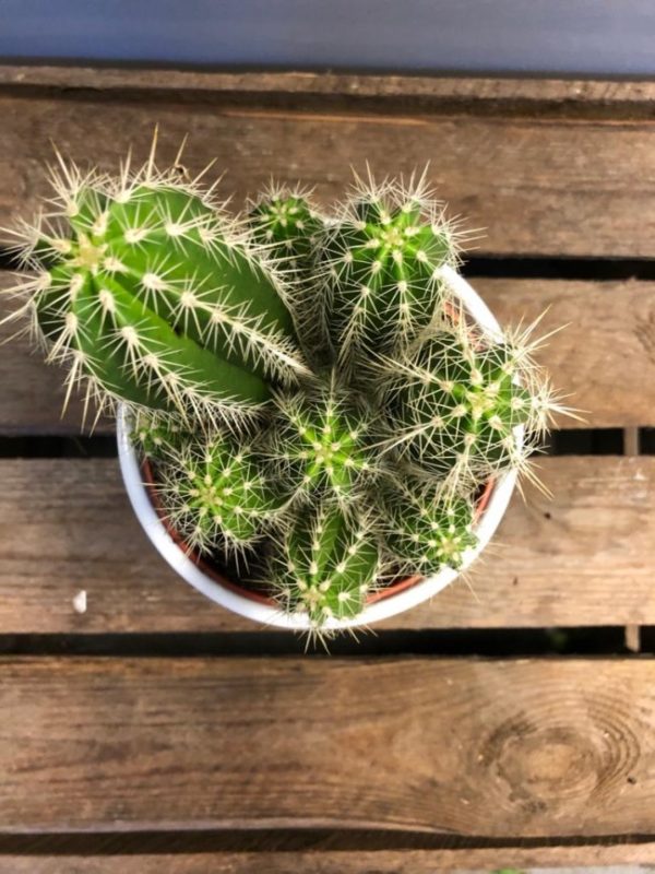 Cacti - Image 2