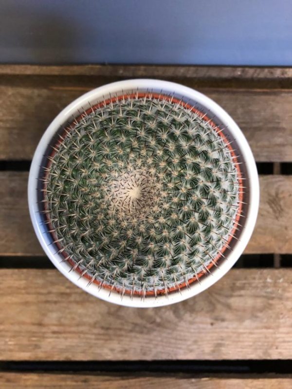 Cacti - Image 4