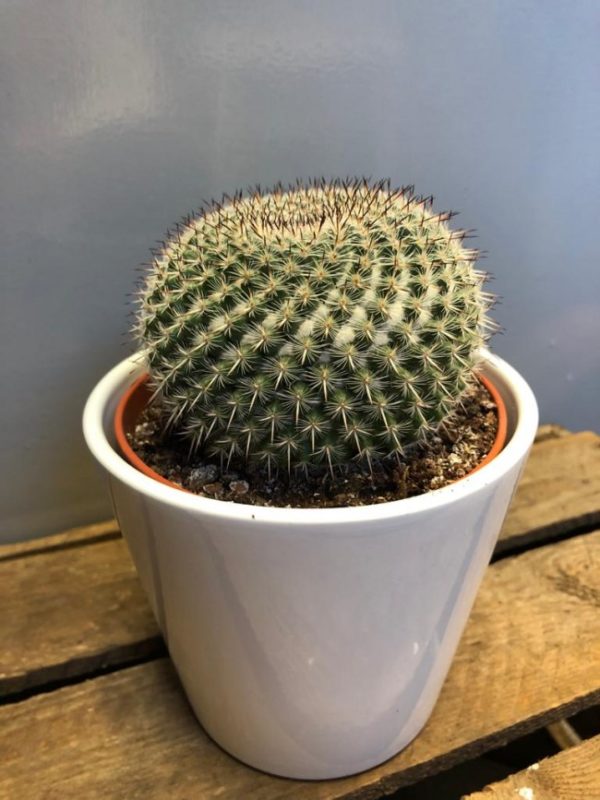 Cacti - Image 3