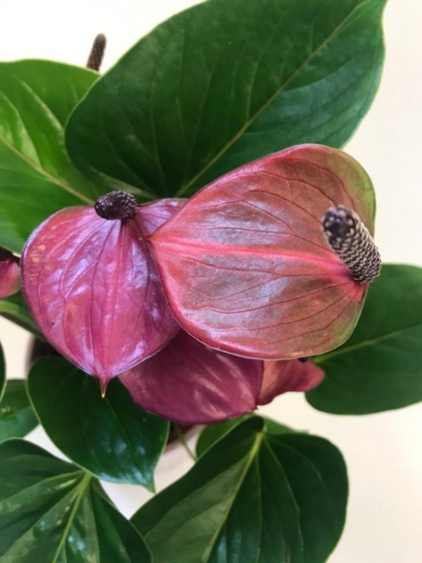 Anthurium - Image 3