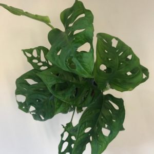 Monstera Obliqua