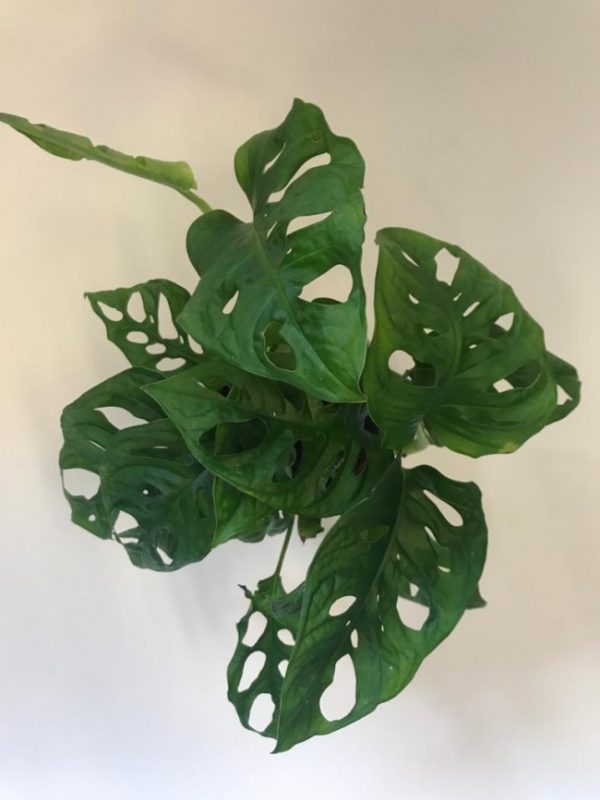 Monstera Obliqua in Ceramic Pot - Image 2