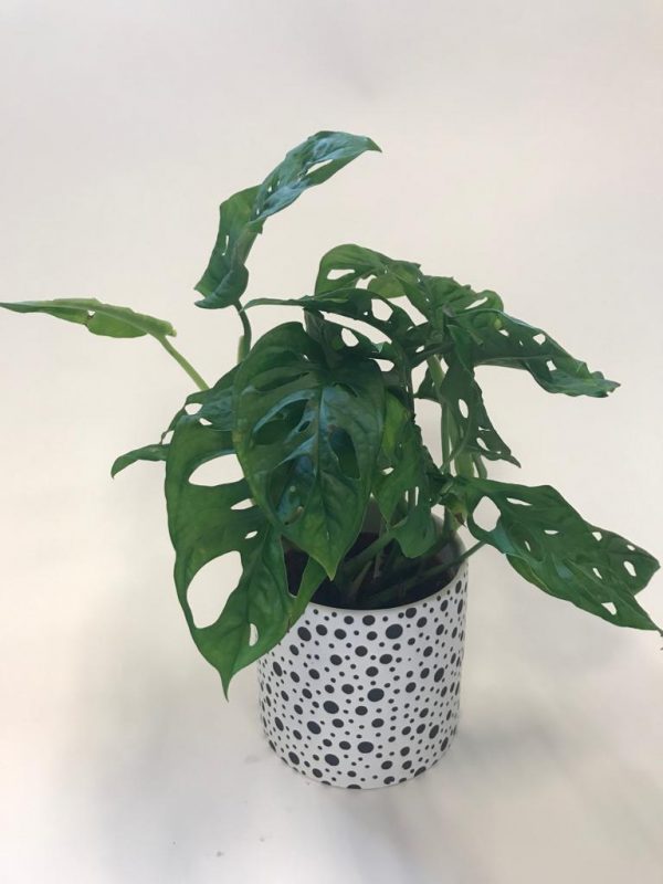 Monstera Obliqua in Ceramic Pot