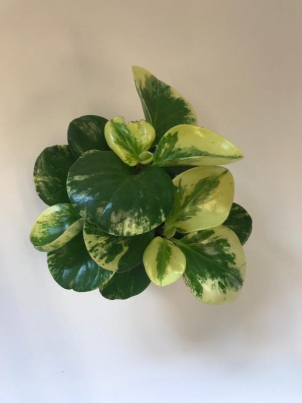 Peperomia - Image 2