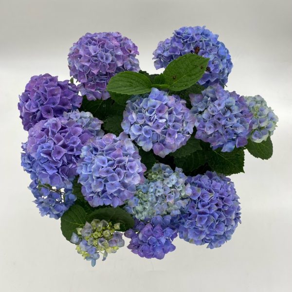 Hydrangea Plant in Ceramic Pot - Image 2