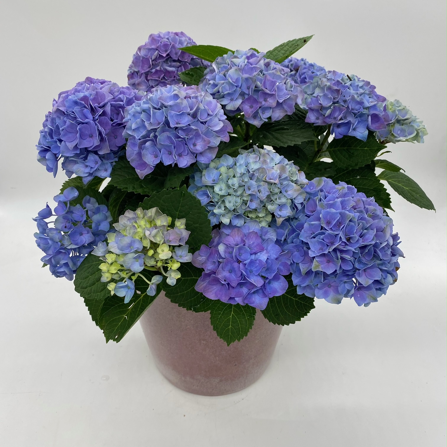 Image of Blue hydrangea in glazed ceramic pot