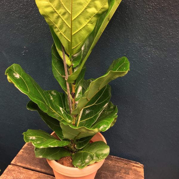 Fiddleleaf Ficus