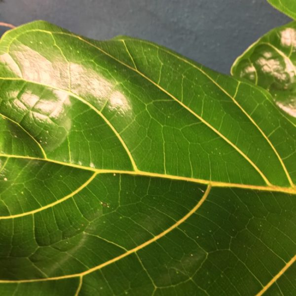 Fiddleleaf Ficus - Image 2