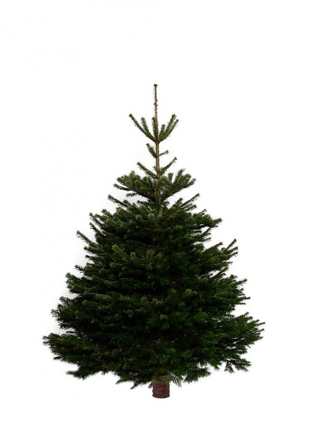 Premium Nordman Fir Christmas Trees Brighton Flower Co