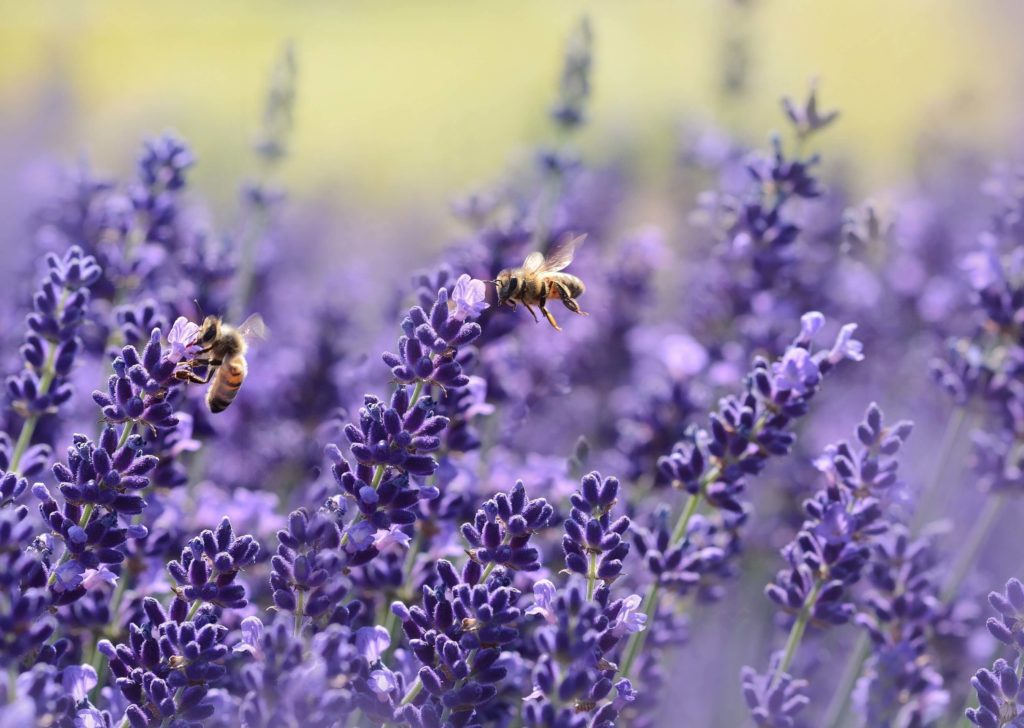 Bee Friendly Flowers