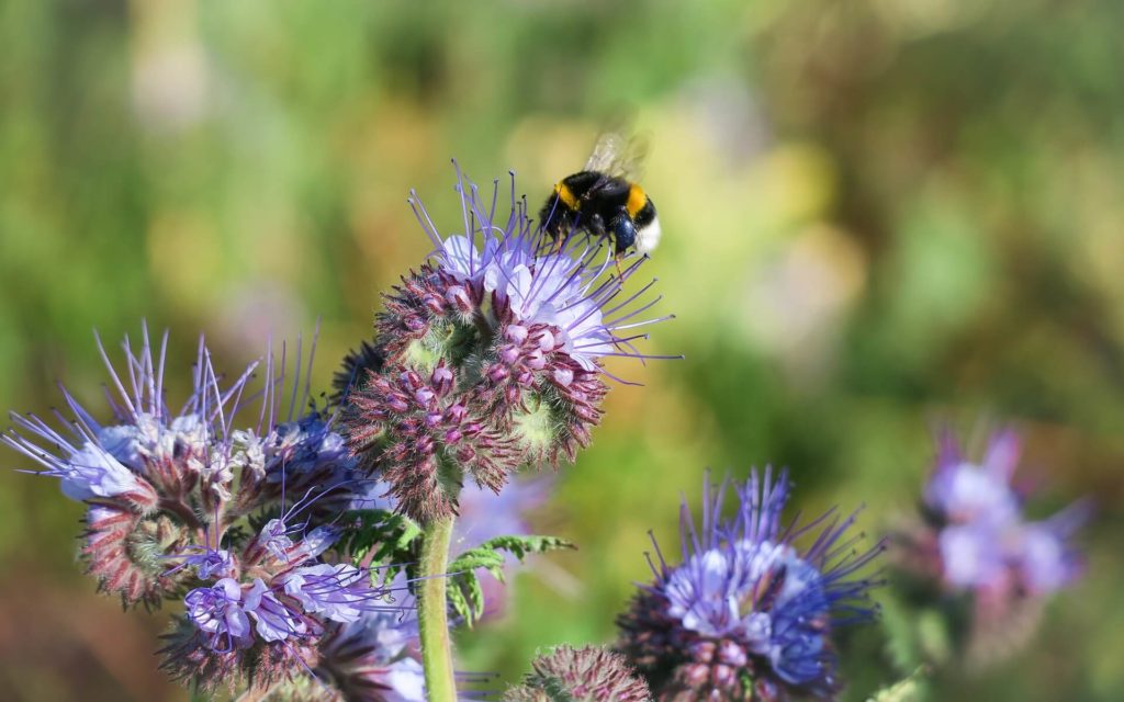 Bee On Phacelia