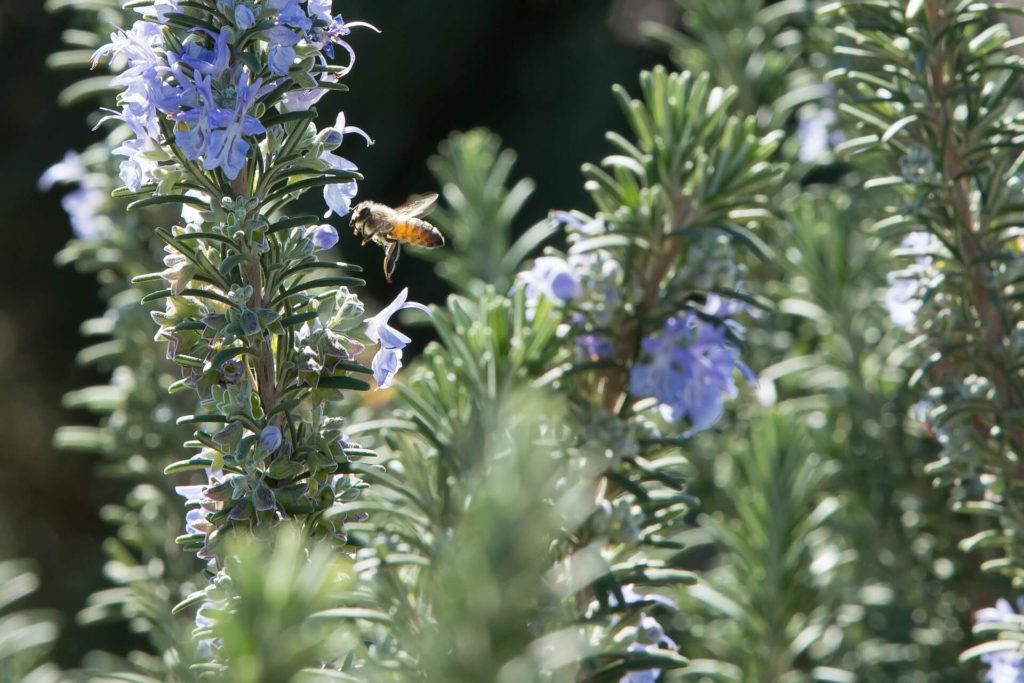Bee On Rosemary