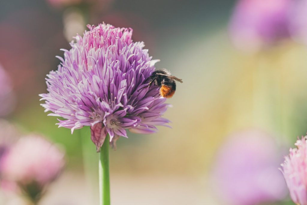 Chives With Bumble Bee