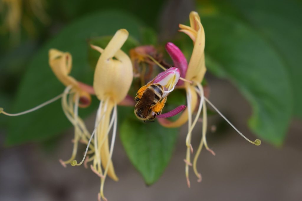 Honeysuckle Plant With Bee