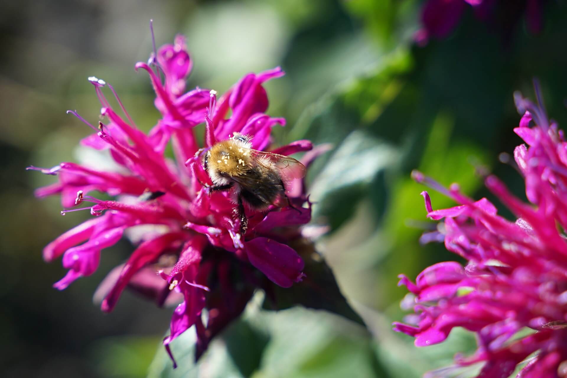 Bee Friendly Plants & Flowers The Brighton Flower Company