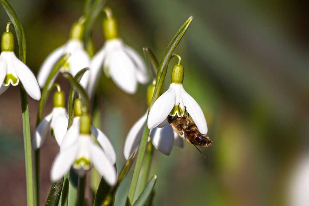 Snowdrop With Bee