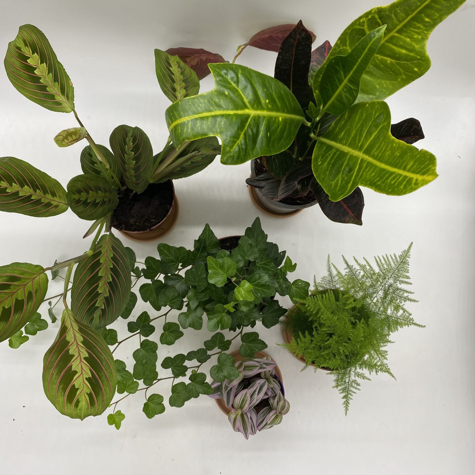 Shade Loving Plant Collection The Brighton Flower Company