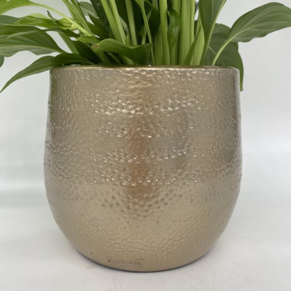 Peace Lily in Gold Pot - Image 3