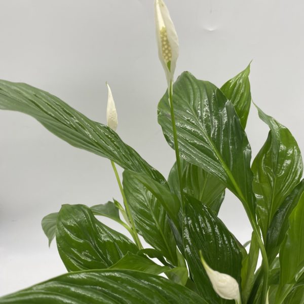 Peace Lily in Gold Pot - Image 4