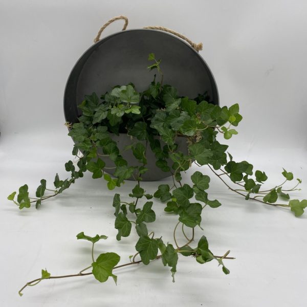 Stylish Metal hanger with Ivy