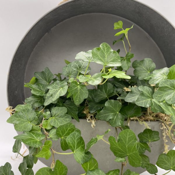 Stylish Metal hanger with Ivy - Image 3