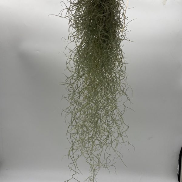 Air Plant