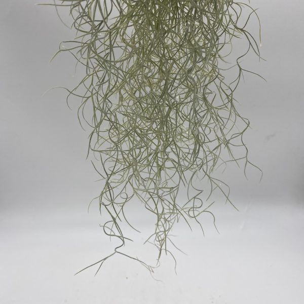 Air Plant - Image 2