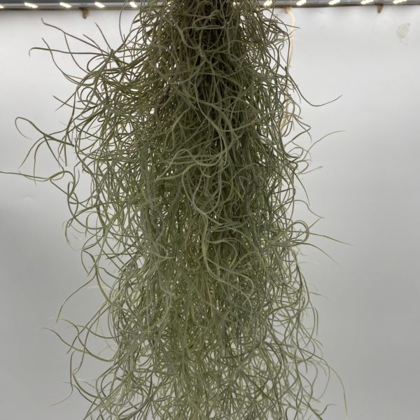 Air Plant - Image 3