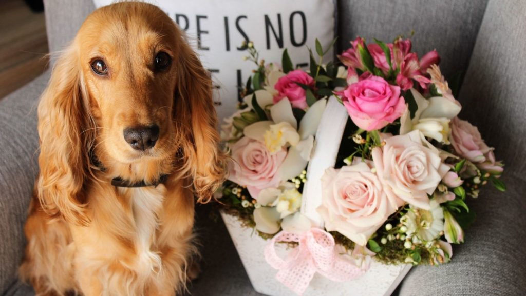 Dog with basket of flowers